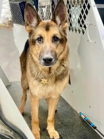 A Sad Farewell to K-9 Ozzy (Badge #40)